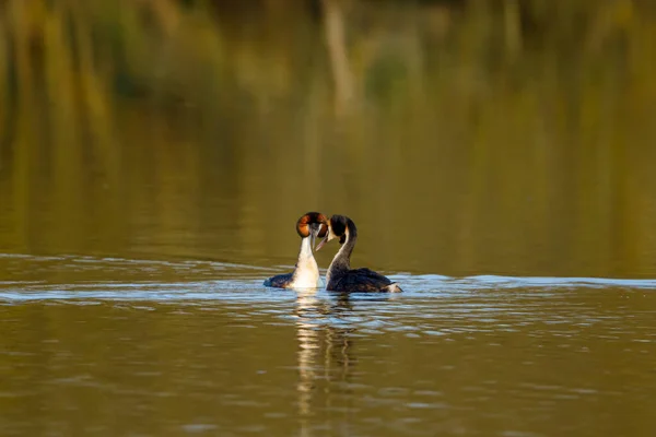 Grande Grebe Crested Água — Fotografia de Stock