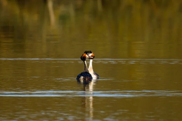 Haubentaucher Auf Dem Wasser — Stockfoto