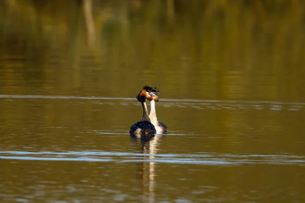 Grande Grebe Crested Água — Fotografia de Stock