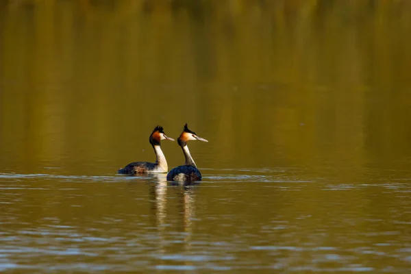 Grande Grebe Crested Água — Fotografia de Stock