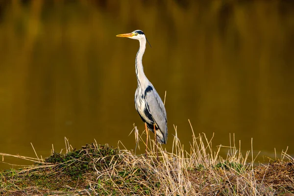 Ein Blauer Reiher Der Tierwelt — Stockfoto