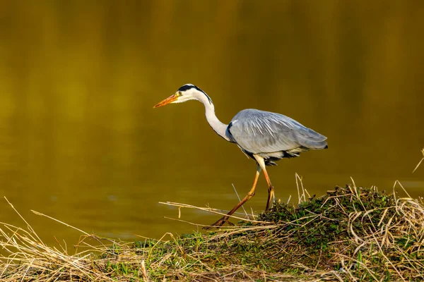 Ein Blauer Reiher Der Tierwelt — Stockfoto