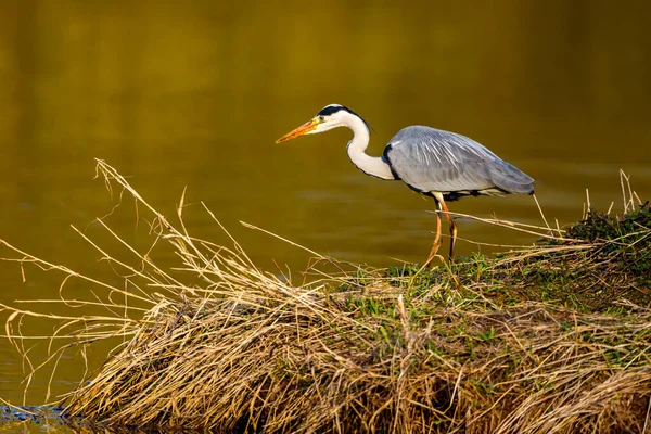 Ein Blauer Reiher Der Tierwelt — Stockfoto