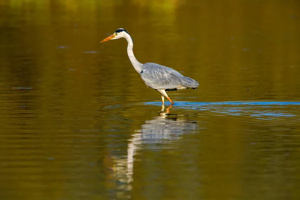 Ein Blauer Reiher Der Tierwelt — Stockfoto