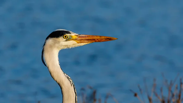 Ein Blauer Reiher Der Tierwelt — Stockfoto