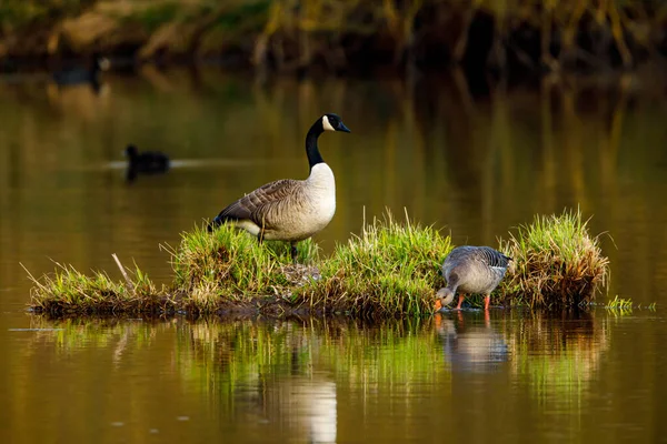 Ganso Canadá Junto Con Ganso Greylag — Foto de Stock