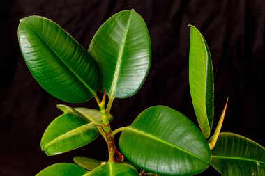 Siyah arka planda kauçuk ağaç bitkisi