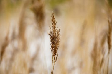 Rüzgarda kamış yakın