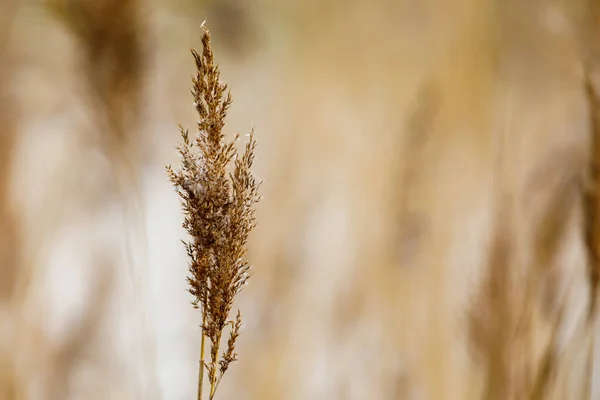 Nahaufnahme Von Schilf Wind — Stockfoto