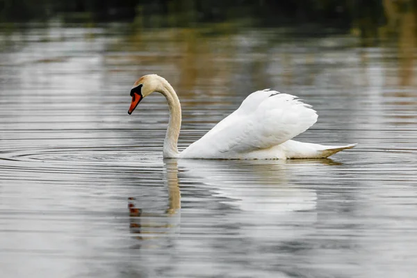 Ein Stummer Schwan Auf Einem Teich — Stockfoto