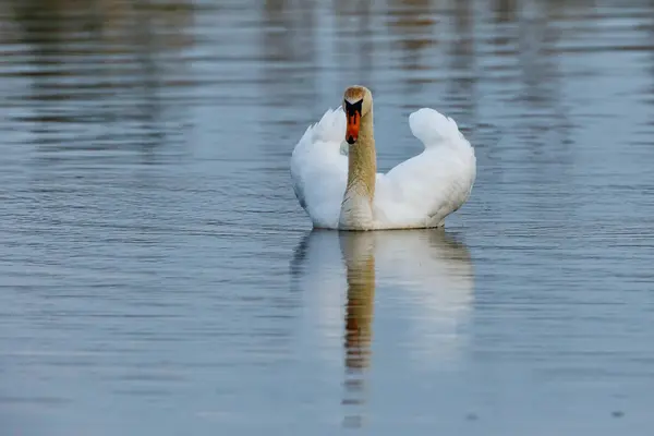 Ein Stummer Schwan Auf Einem Teich — Stockfoto