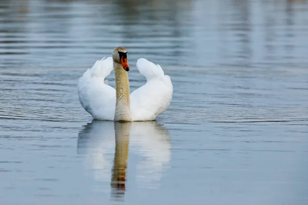 Ein Stummer Schwan Auf Einem Teich — Stockfoto