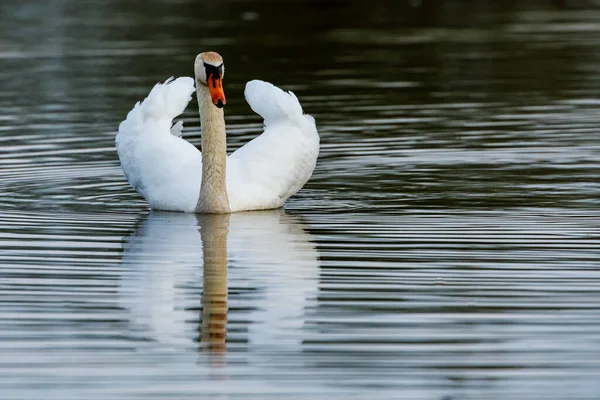 Cisne Mudo Numa Lagoa — Fotografia de Stock