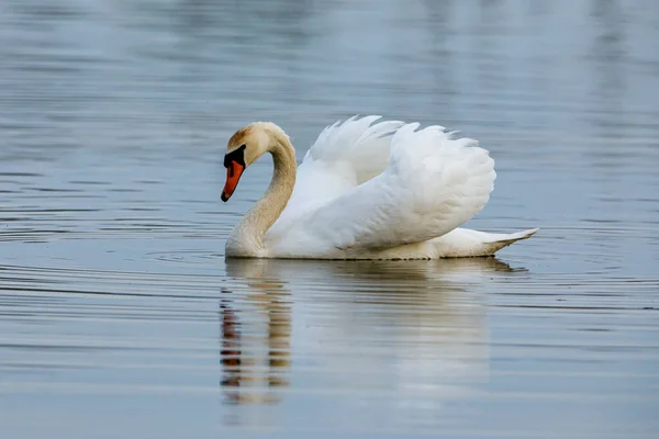 Ein Stummer Schwan Auf Einem Teich — Stockfoto