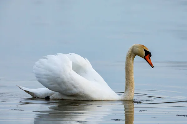 Ein Stummer Schwan Auf Einem Teich — Stockfoto