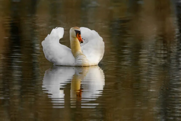 Cygne Muet Sur Étang — Photo