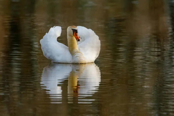 Een Stomme Zwaan Een Vijver — Stockfoto