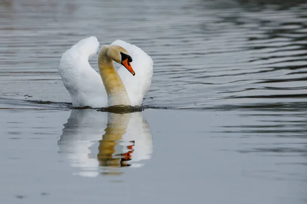 Cisne Mudo Estanque — Foto de Stock