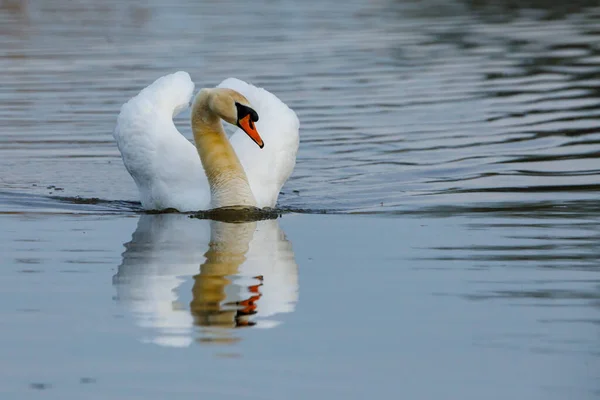 Ein Stummer Schwan Auf Einem Teich — Stockfoto