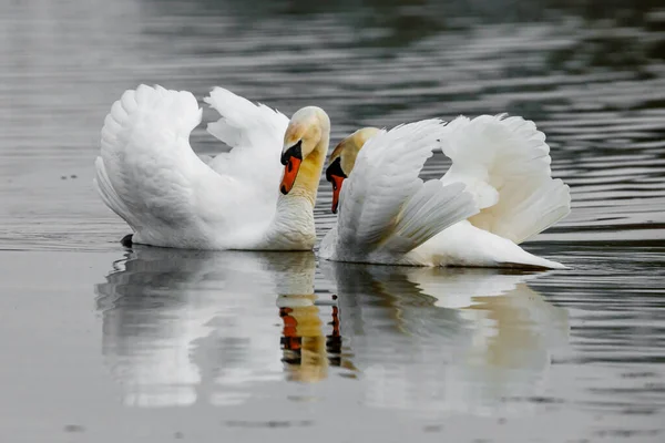 Ein Stummer Schwan Auf Einem Teich — Stockfoto