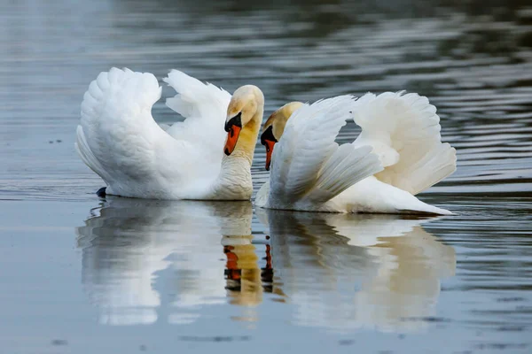 Немой Лебедь Пруду — стоковое фото