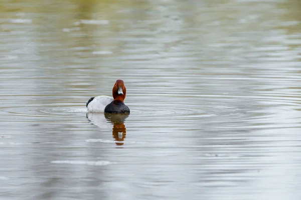 Pato Pochard Água — Fotografia de Stock