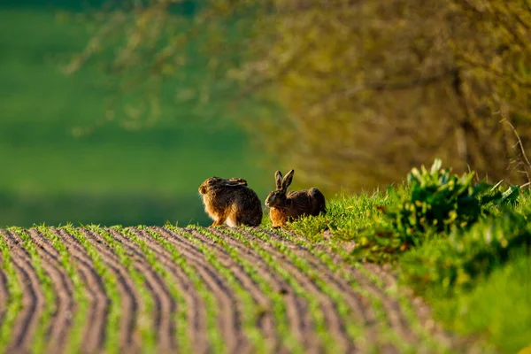 Ein Wilder Hase Auf Einem Feld — Stockfoto