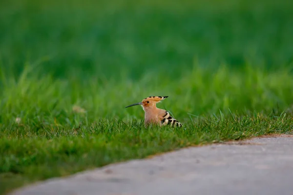 Euraziatische Hop Vogel Een Weide — Stockfoto