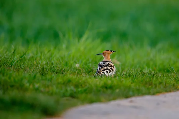 Euraziatische Hop Vogel Een Weide — Stockfoto