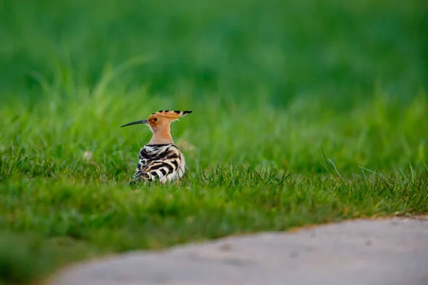 Euroasijský Hoopoe Pták Louce — Stock fotografie