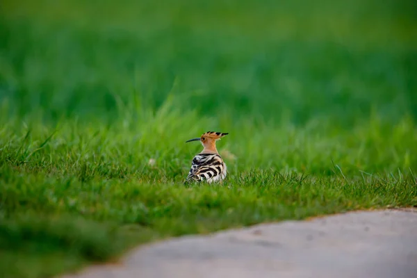 Den Eurasiska Hoopoe Fågel Äng — Stockfoto