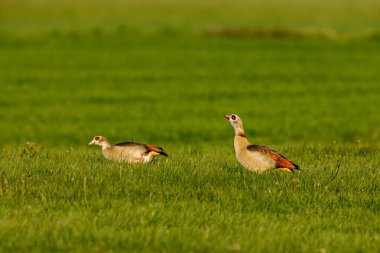 Çayırda bir Mısırlı kaz