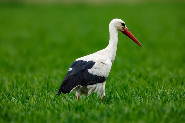 White Stork Ciconia Field — Stock Photo, Image