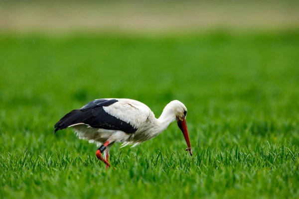 Ciconia Cigüeña Blanca Campo — Foto de Stock