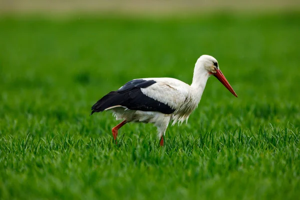 White Stork Ciconia Field — Stock Photo, Image