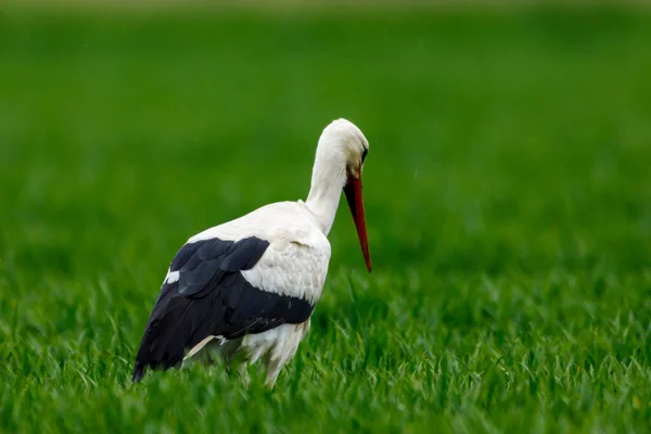 Ciconia Cigüeña Blanca Campo — Foto de Stock