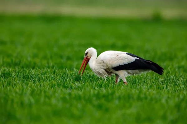 White Stork Ciconia Field — Stock Photo, Image