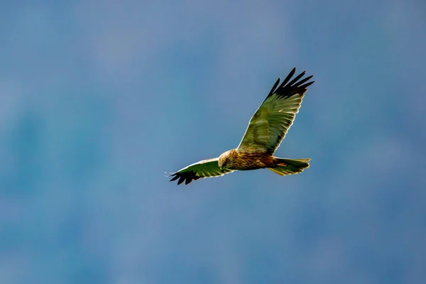 Eine Rohrweihe Der Luft — Stockfoto