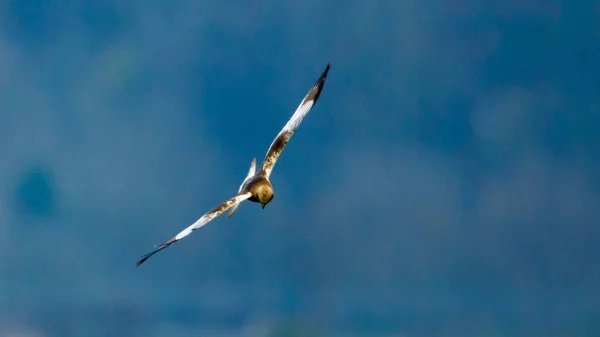 Bažinný Harrier Vzduchu — Stock fotografie