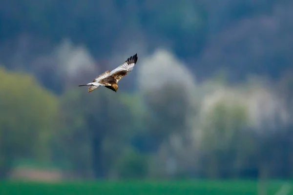 Bažinný Harrier Vzduchu — Stock fotografie