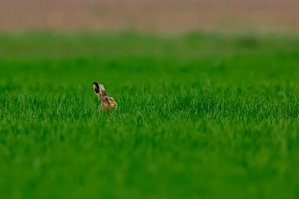 野兔在田野里 — 图库照片