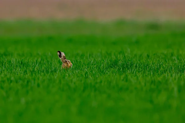 Uma Lebre Selvagem Campo — Fotografia de Stock