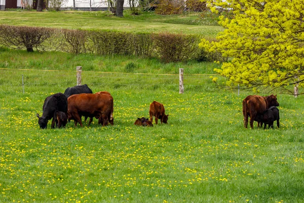 Herd Cows Meadow — Stock Photo, Image