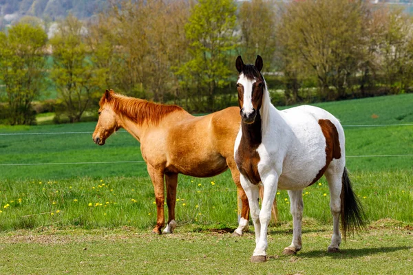 Två Hästar Äng — Stockfoto