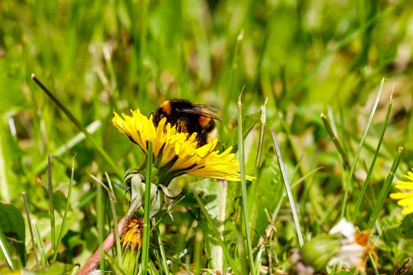 Bumblebbee Dandelion Flower — Stock Photo, Image