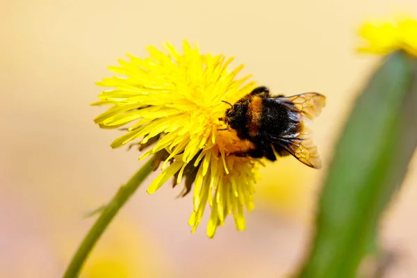 蒲公英花上的一只大黄蜂 — 图库照片