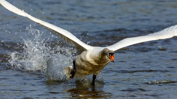 池の上の白鳥 — ストック写真