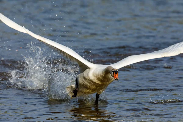 Cigno Muto Uno Stagno — Foto Stock