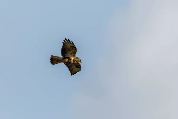 Ein Gemeiner Mäusebussard Der Luft — Stockfoto