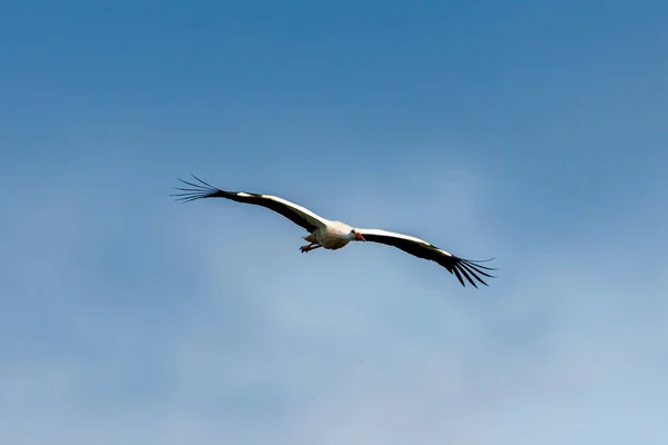 White Stork Air — Stock Photo, Image